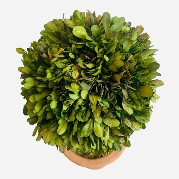 Braided Topiary Tree Indoor Outdoor Preserved Boxwood Topiary in Round Planter - Picture 3 of 4